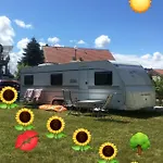 Słonecznik Rewal