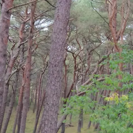 Slonecznik ホームステイ *